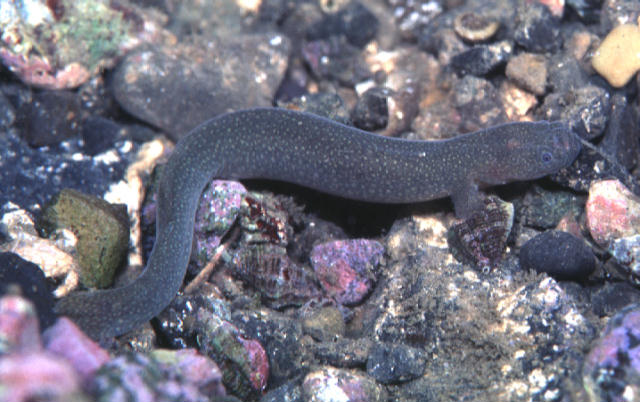 Luciogobius grandis